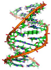 Benzopyrene-DNA