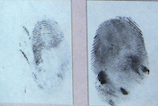 fingerprints_